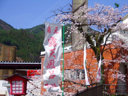 2013 April Sakura