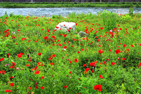 飛騨川のお花は満開　2011