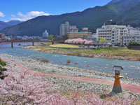 飛騨川沿い桜