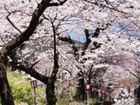 下呂駅周辺桜